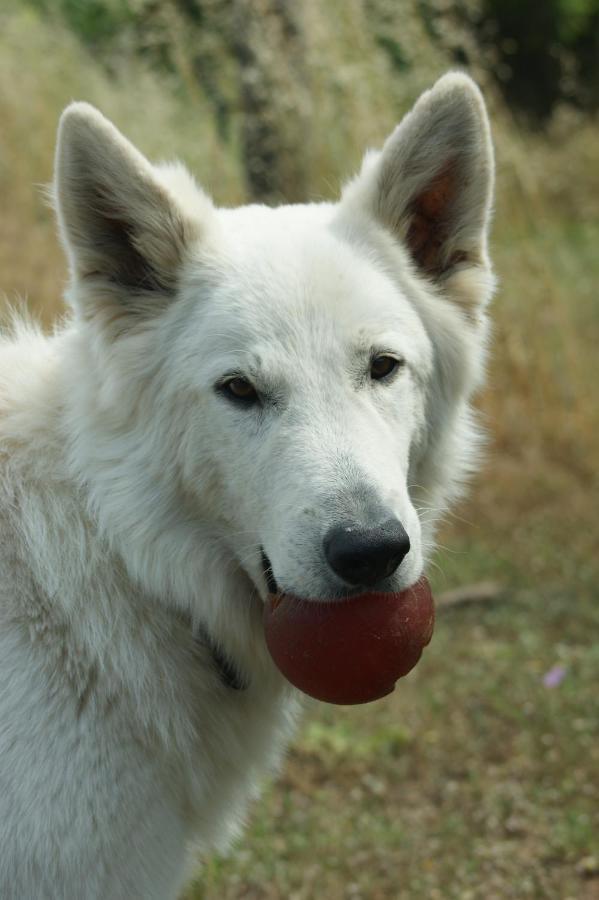 Mas Del Llop Blanc - Dog Friendly Hostal Rural - B&B Sobrestany Exterior foto